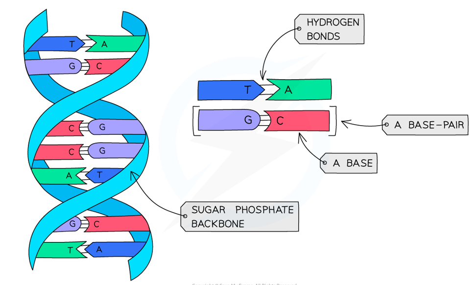<ul><li><p>Double helix of 2 deoxyribose polynucleotide strands → 2 sugar-phosphate backbones</p></li><li><p>Hydrogen bonds between complementary base pairs on opposite strands</p><ul><li><p>adenine &amp; thymine → 2 hydrogen bonds</p></li><li><p>guanine &amp; cytosine → 3 hydrogen bonds</p></li></ul></li></ul><p></p>