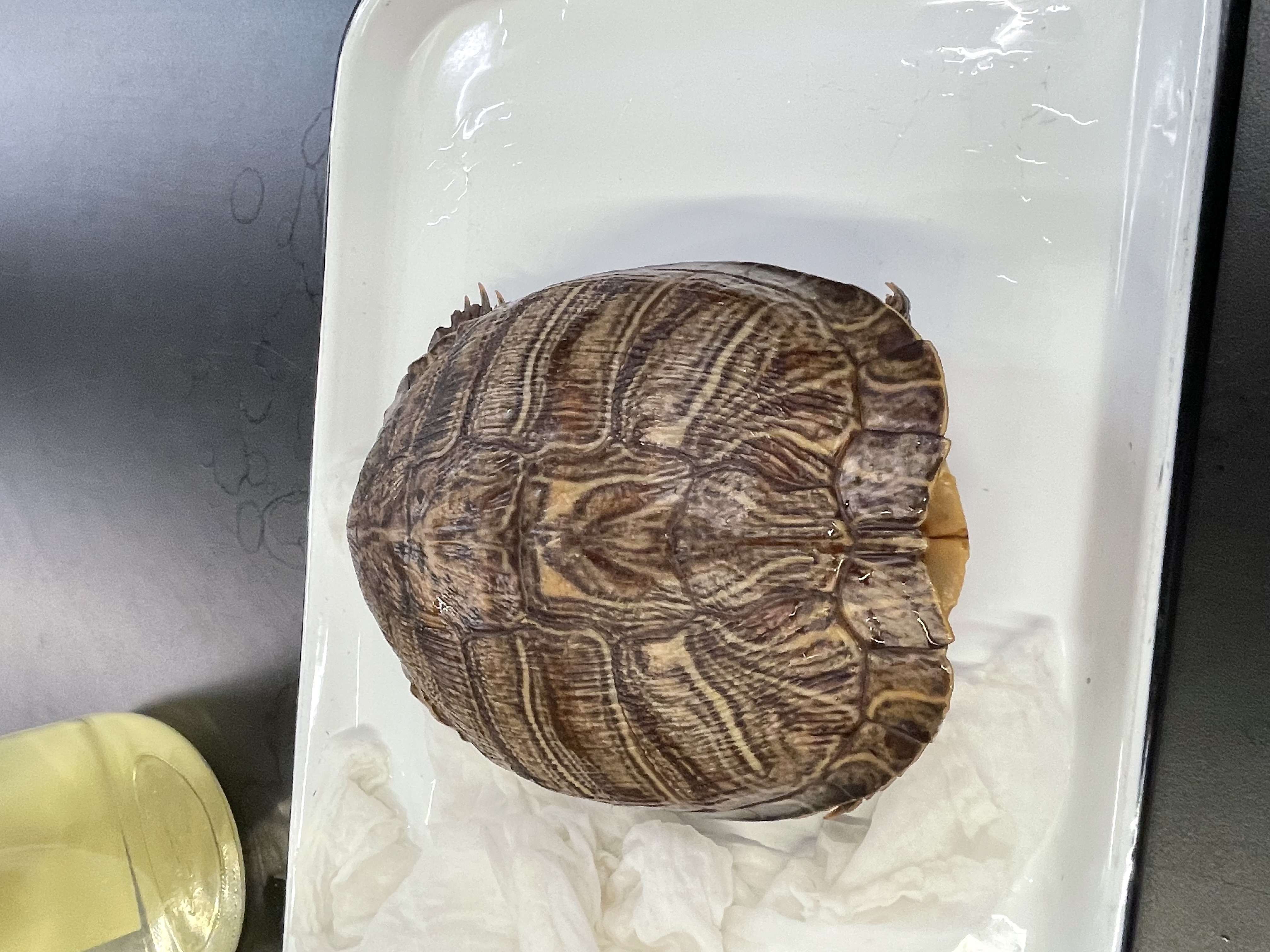 <p>Genus and species</p>