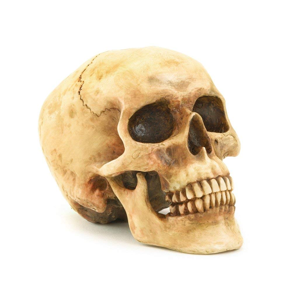 <p>The bony framework of the head that protects the brain. ๐ VISUAL LOCATION: ๐ The entire top portion of the head.</p><img src="https://upload.wikimedia.org/wikipedia/commons/thumb/4/4f/Skull.svg/1200px-Skull.svg.png" data-width="50%" data-align="center" alt="Skull Location" style="display: block; width: 50%; margin-left: auto; margin-right: auto;"><p></p>