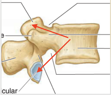 <p>IAP articulates with inferior SAP</p>