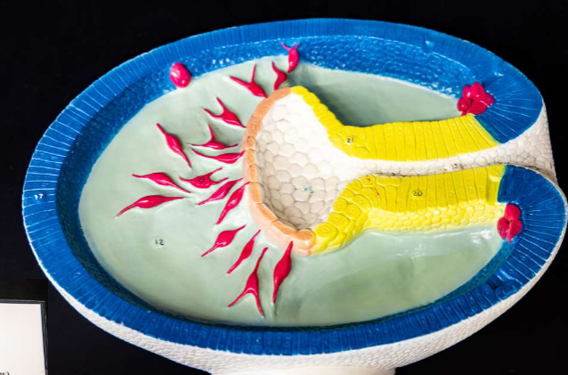 <p>What is the yellow layer called?</p>