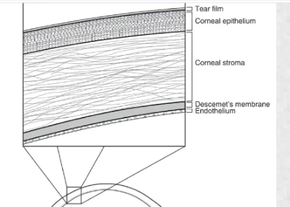 <p><span><strong>______:</strong></span> Comparable in dogs and humans; transparent surface with epithelium, stroma, Descemet’s membrane, and endothelium.</p><p><span><strong>Corneal ______:</strong></span> Non-keratinized stratified squamous epithelium with basal cells.</p><p><span><strong>Corneal ______:</strong></span> Thickest middle layer; made mainly of collagen/protein.</p><p><span><strong>_______ membrane:</strong></span> Thick basement membrane at the back of the cornea.</p><p><span><strong>_______:</strong></span> Single-cell layer lining the inner cornea.</p>