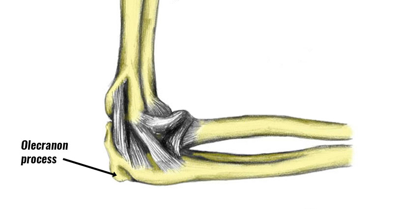<p><strong>Proximal Ulna</strong>: Olecranon process </p>