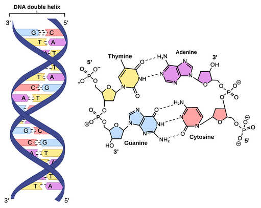 <p>What is the function of DNA in organisms?</p>