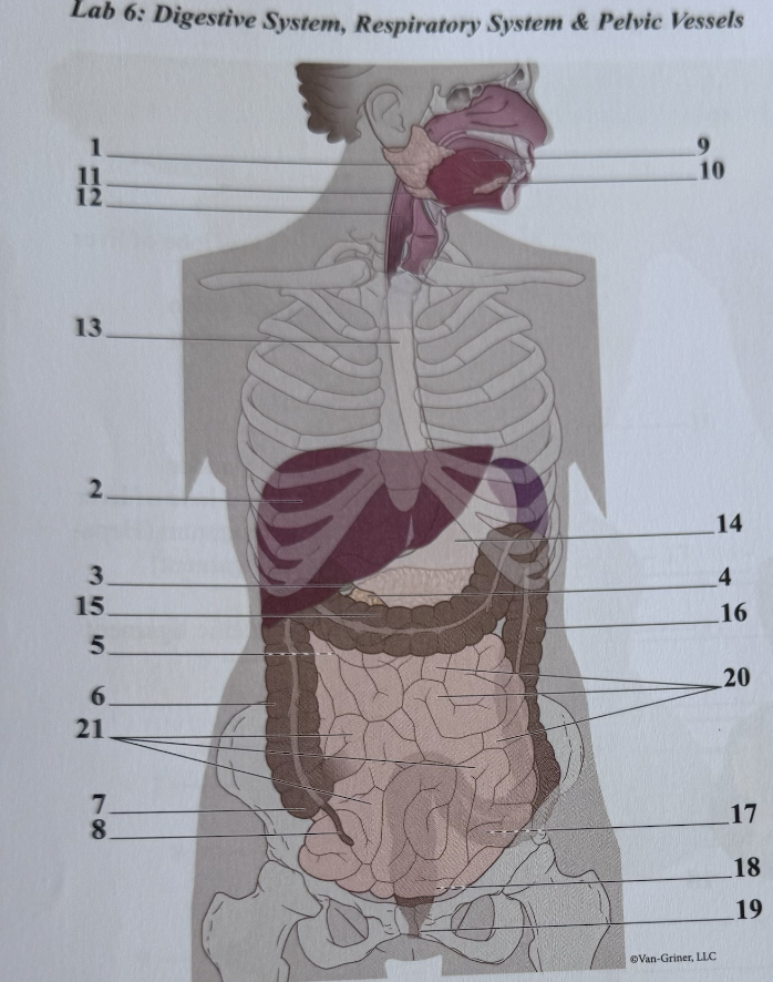 <p>What structure stores/releases bicarbonate?</p>
