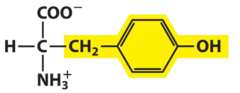 <p>Amino acid derivative of phenylalanine that has a polar uncharged R group. Common in neurotransmitters</p>