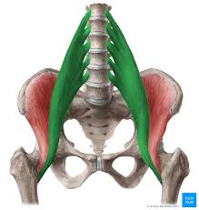 <p><span style="background-color: transparent;">A: flexion @ hip and/or lumbar intervertebral joints</span></p>