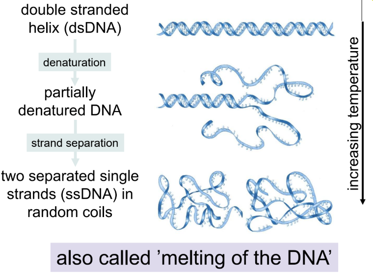 <ul><li><p><strong>Denaturation = strands separate (no covalent bonds broken) - breaking H bonds between bases and base stacking</strong></p></li><li><p><strong>Degradation = DNA is cut apart (covalent backbone bonds broken) - phosphodiester bonds are broken </strong></p></li></ul><p></p>