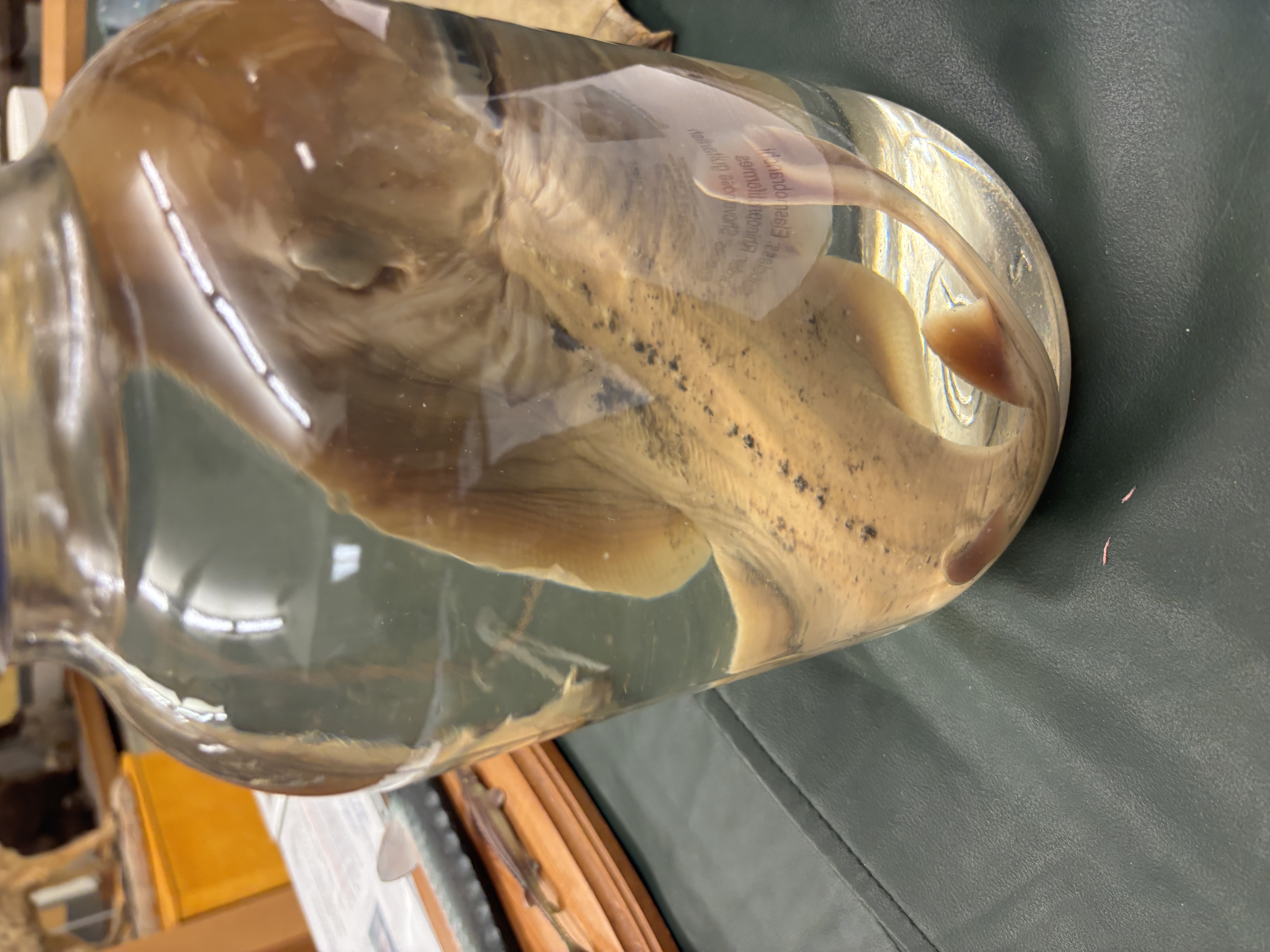<p>Rhinopristiformes - Rays</p><p>Shovelnose guitarfish</p><p>What adaptations do skates and rats have that allow them to breathe while buried in sand </p>