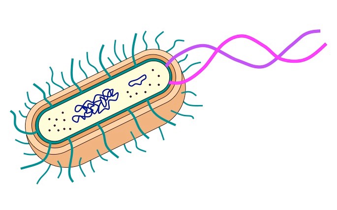 <p>What type of cell is this?</p>