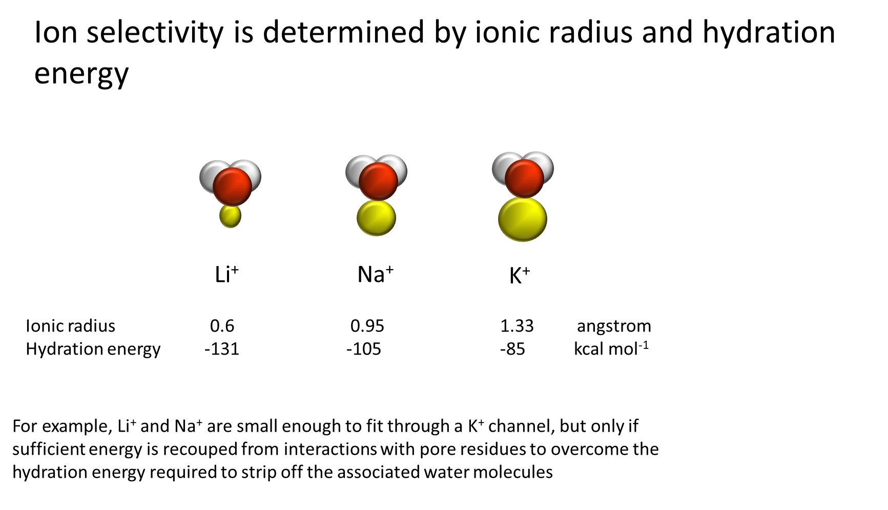 <p><strong>channel width:</strong></p><ul><li><p>potassium is <strong>larger </strong>than sodium, so it is easy to produce a channel that is selective for sodium because it is<strong> too small </strong>to allow potassium flow</p></li><li><p>however, this doesn’t allow the production of a channel selective for potassium (that doesn’t let sodium through)</p></li></ul><p></p><p><strong>charge density:</strong></p><ul><li><p>the <strong>positive</strong> <strong>charge </strong>of these ions <strong>attracts water </strong>in a <strong>hydration sheath </strong>around the ion, which must be <strong>removed </strong>(at least partially) to allow transport through the channel</p></li><li><p>removal of water requires the<strong> input of hydration energy</strong>, which is <strong>retrieved </strong>upon water re-binding after</p></li><li><p>because potassium is a <strong>larger </strong>ion, it has a <strong>lower charge density</strong>, and so its <strong>hydration energy</strong> required is <strong>lower</strong></p></li><li><p>this means that a potassium selective channel can have charge groups <strong>sufficient </strong>to remove water from potassium but <strong>not </strong>from sodium</p></li><li><p>(a water filled cavity in the ion channel allows fast movement from the selectivity filter out of the channel because water molecules are readily available)</p></li></ul><p></p>