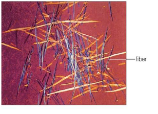 <ul><li><p>a type of sclerenchyma tissue</p></li></ul><p> long, narrow cells with thick, pitted cell walls tappered at the ends</p><ul><li><p>Can aggregate into continuous cylinder around stems or form strands.</p></li></ul><p></p>