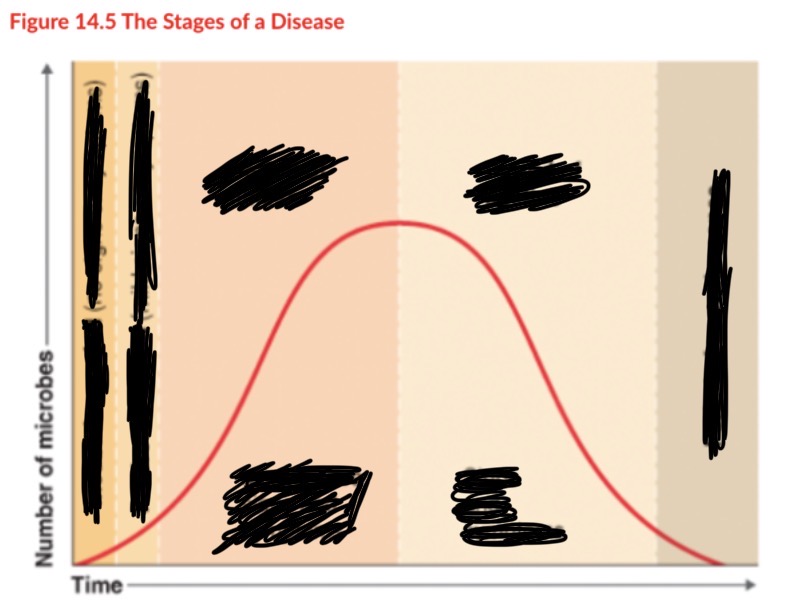 <p>what are the phases of disease development? </p>