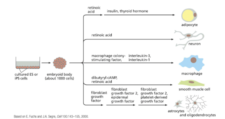 <p>These can be turned into many cell types <em>In Vitro. </em>Different morphogens can be used to turn into any cell type you want. Create embryonic stem cells + turn into almost any cell in the body we want. </p><p>A type of pluripotent stem cell derived from adult somatic cells that have been genetically reprogrammed to an embryonic stem (ES) cell-like state through the forced expression of genes and factors important for maintaining the defining properties of ES cells.</p>