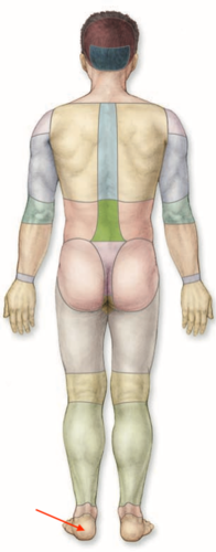 <p>what is this section called?</p>