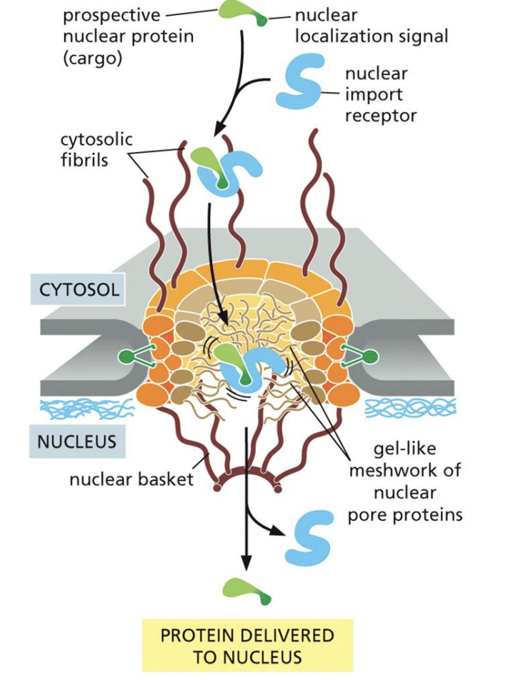 <p>1: Bind to Nuclear Localization Signals, guide them to pores<br>2: Once inside cell seperate, then bond to Ran-GTP<br>3: Carries Ran-GTP out of cell, then dissociates</p>