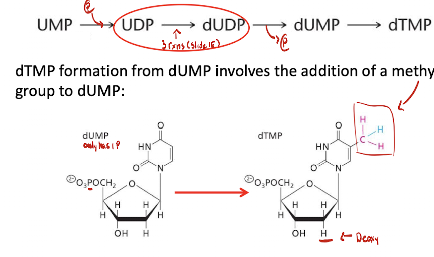 <p>Thymine-based Nucleotides use a deoxyribose sugar (AKA will be in the form dTMP) so going from UMP to dTMP:</p><p>UMP → UDP → dUDP → dUMP → dTMP</p><ul><li><p>A phosphate goes in UMP → UDP</p></li><li><p>UDP → dUDP modification to become deoxyribose (write out)</p></li><li><p>A phosphate goes out dUDP → dUMP</p></li><li><p>dUMP → dTMP requires an addition og a methyl group</p></li></ul><p></p>