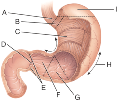 <p>Greater curvature</p><p>—</p><p>A - Lower esophageal sphincter</p><p>B - Cardia</p><p>C - Body</p><p>D - Pylorus</p><p>E - Pyloric sphincter</p><p>F - Pyloric canal</p><p>G - Pyloric antrum</p><p>H - Greater curvature</p><p>I - Fundus</p>