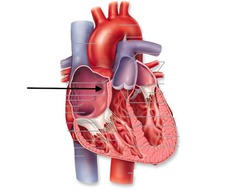 <p>Identify the structure</p>