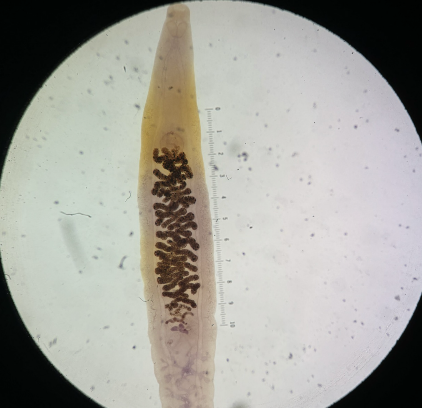 <p>Kingdom?</p><p class="p1">Phylum?</p><p class="p1">Class?</p><p class="p1">Order?</p><p class="p1">Family?</p><p class="p1">Species/Stage?</p>