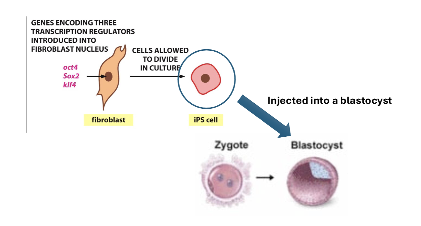 <p>genes encoding 3 TRs injected in fibroblast → iPSCs → injected into blastocyst → embryo formation + development in mice</p>