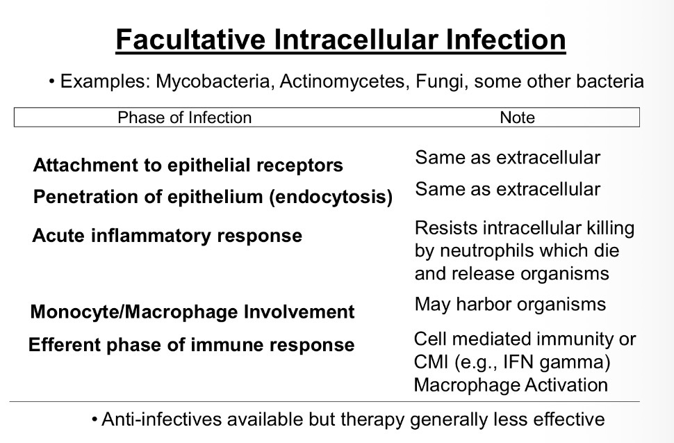 <p><strong><u>Obj. 2</u></strong></p><p>Differentiate the four main types of infectious disease - toxigenic, extracellular, <strong>facultative</strong> <strong>intracellular</strong>, obligate intracellular-including their basic characteristics, common pathogens, and the most important host defenses.</p><ol start="3"><li><p><strong><u>Facultative Intracellular Infection</u></strong></p></li></ol><p></p>