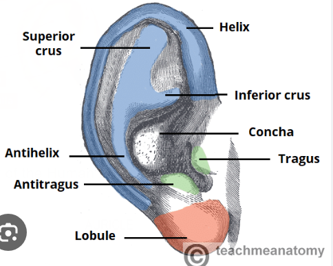 <p>Auricle/pinna of the ear </p>