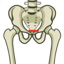 <p>Superior surface of pubic bone </p>