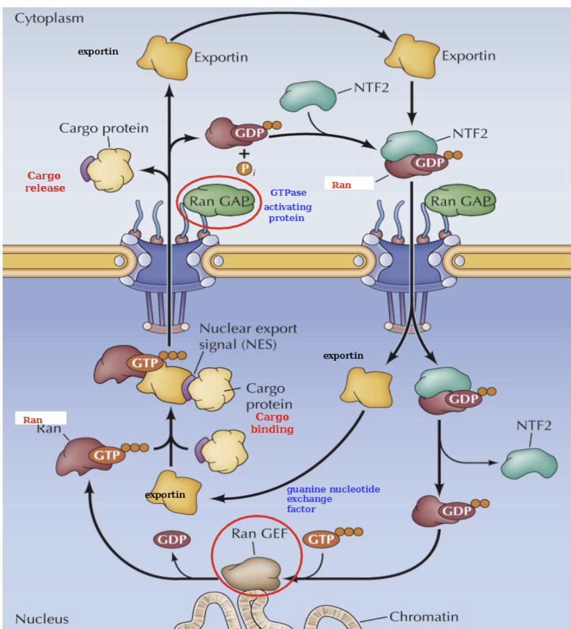 <ol><li><p>Ran-GTP, NES (nuclear export signal), and cargo protein form a threesome.</p></li><li><p>Triplet is propelled through the NPC into the cytoplasm using the Ran GAP, which will dissociate them</p></li><li><p>Cargo is released, Ran-GDP binds to NTF2, that complex binds to exportin</p></li><li><p>Threesome travels through the NPC using Ran GAP. Dissociates once in nucleus. </p></li><li><p>Ran-GDP is phosphorylated back into Ran-GTP by Ran GEF</p></li></ol><p></p>
