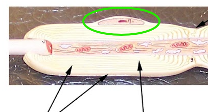 <p>Multipolar Neuron Model</p>