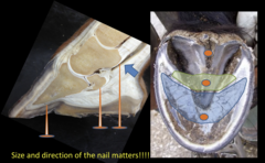 <p>There is a penetrating wound into over the palmar aspect of the navicular bone and into the synovial space. What structures of impacted?</p>