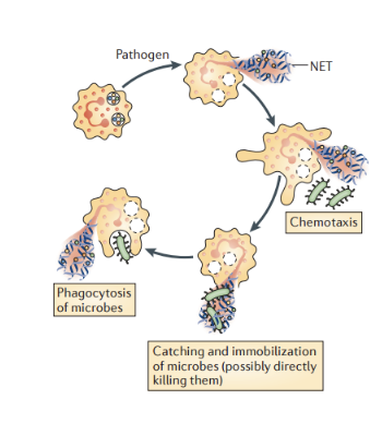 <ul><li><p><span>In inflammatory conditions, neutrophils release intracellular structures composed of chromatin DNA, histones and granular proteins into the extracellular environment, these structures are known as neutrophil extracellular traps (NETs).</span></p></li><li><p><span>The obvious function of web-like structures would be trapping pathogens.</span></p></li><li><p><span>NETs are covered in potently antimicrobial histones, enzymatically active MPO and proteases.</span></p></li></ul><p>in the neutrophil tract: a lot of genomic DNA, it is sticky and forms a net that has a lot of proteases and these molecules stick to the chromatin structure</p><p>and can trap the bacteria- sacrifice from neutrophils releases this net</p><p>good and bad aspects of making the trap</p>