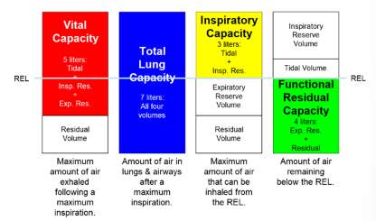 <p>lung capacities </p>