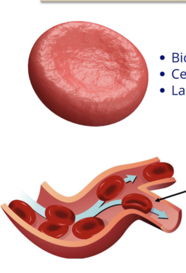 <p>morphological features:</p><ul><li><p>biconcave disc shape</p></li><li><p>flexible membrane</p></li><li><p>no nucleus</p></li><li><p>no organelles</p></li></ul><p>shape purpose: allow RBCs to squeeze thru narrow capillaries</p><p>main function:</p><ul><li><p>transport O2 from lungs → tissues… CARRY</p></li><li><p>transport CO2 from tissues → lungs… REMOVE</p></li></ul><p></p>