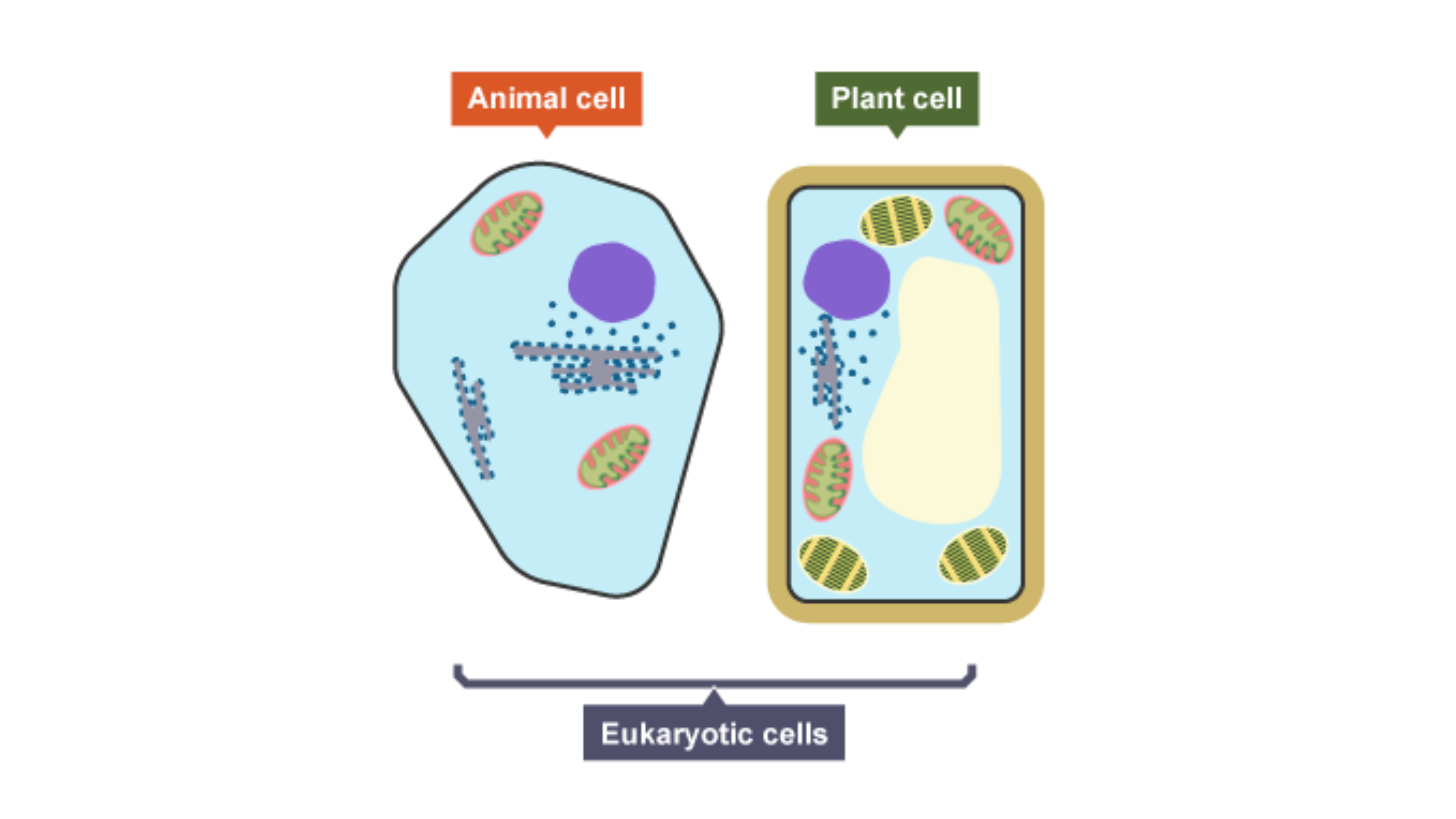 <p>What do plant and animal cells (eukaryotic cells) have?</p>