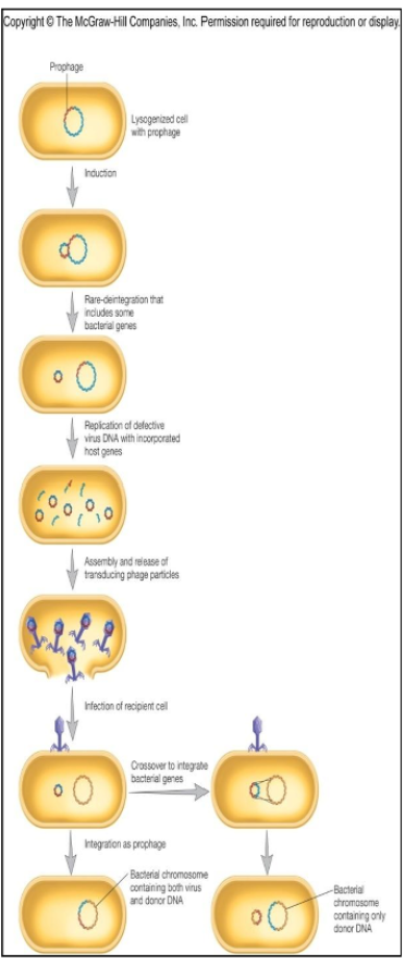 <p>specialized transduction</p>