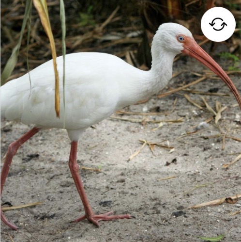 <p>White ibis</p>