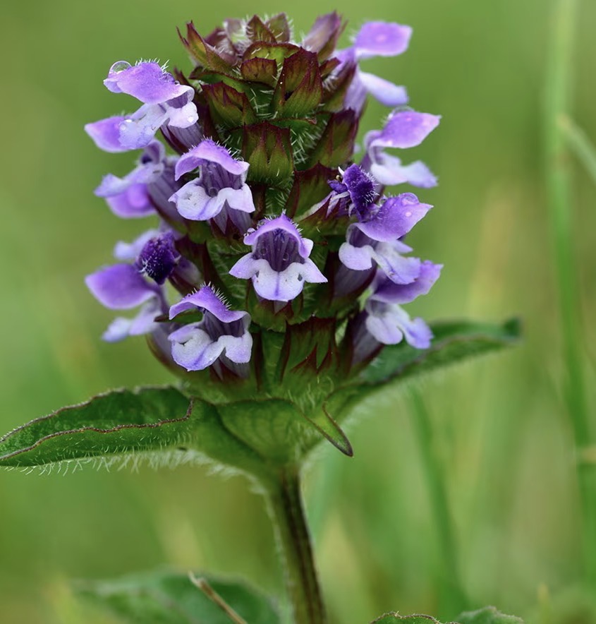 <p>Prunella vulgaris: deciduous, evergreen or what?</p>