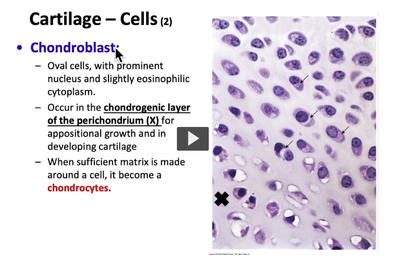 <p>If I wish to see a chondroblast, I must go direclty to the perichondrium, specifically the chondrogenic layer. </p>