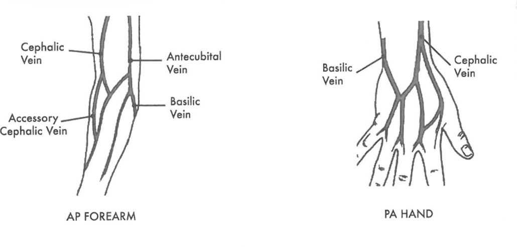 <p>1.Antecubital (most common site for injection</p><p>2.Accessory cephalic vein</p><p>3.Basilic (back of hand-second most common site for injection)</p><p>4.Cephalic vein</p>