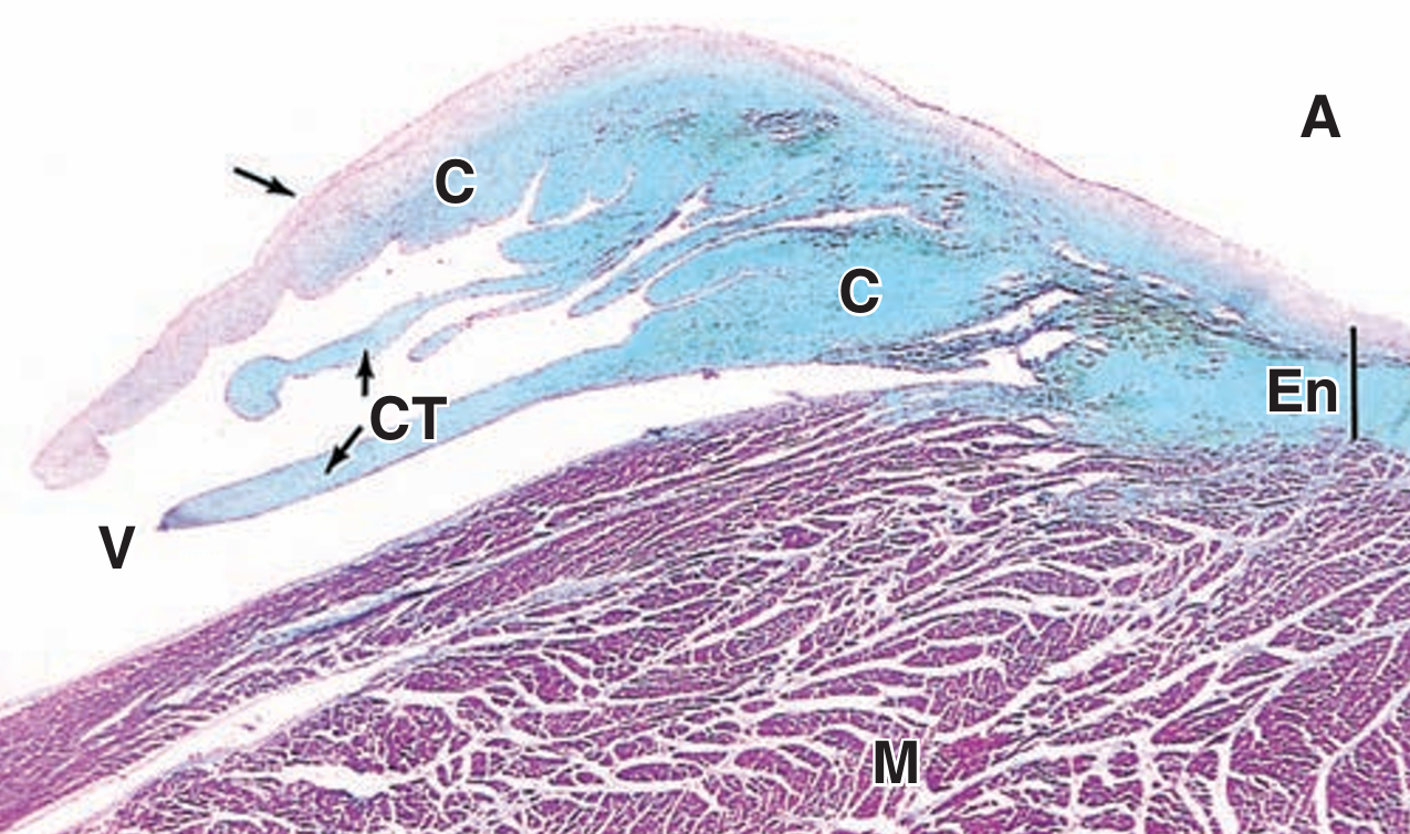<p>C</p>