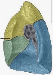 <p>larger lung, consists of three lobes: upper, middle, and lower, responsible for oxygen exchange.</p><p></p>