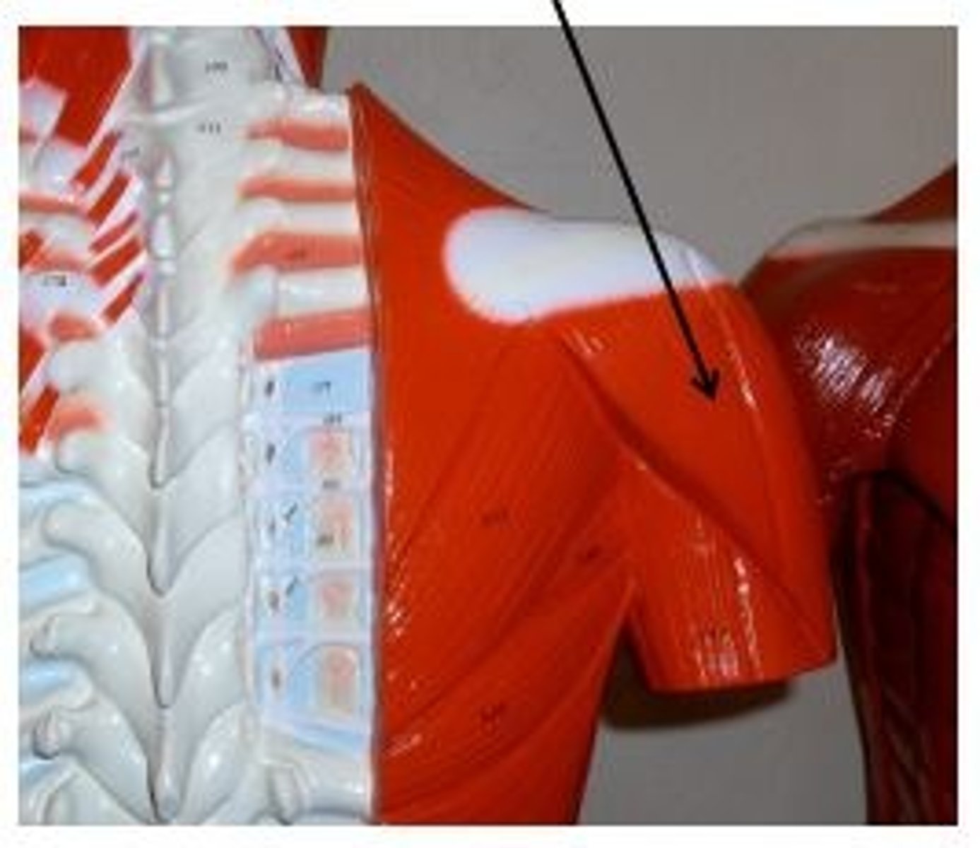 <p>forms the muscular cap of the shoulder</p>