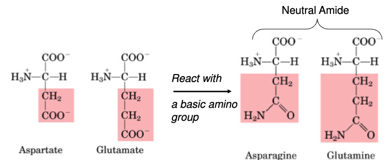 <ul><li><p>Aspartate</p></li><li><p>Glutamate</p></li><li><p>Asparagine</p></li><li><p>Glutamine</p></li><li><p>Glycine</p></li><li><p>Alanine</p></li></ul><p></p>
