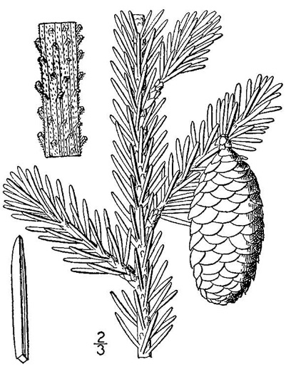 <p>Picea rubens</p>