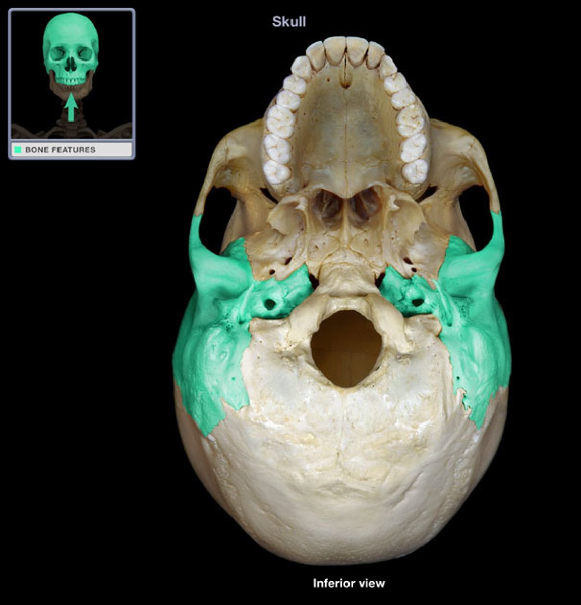 <p>What bone is this?</p>