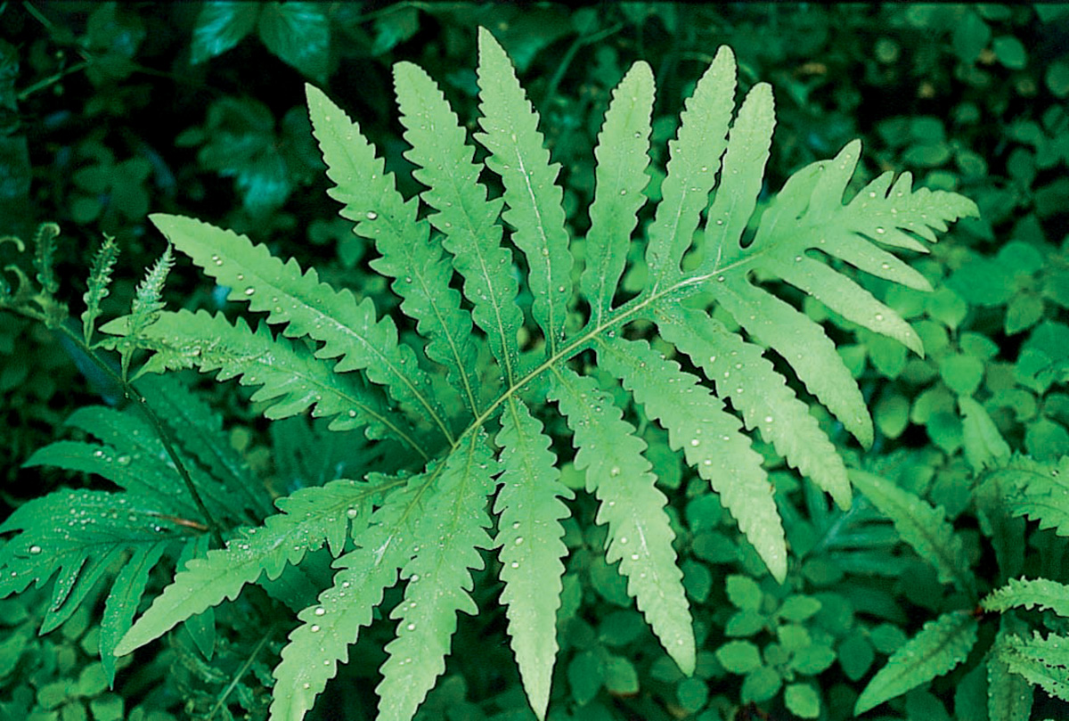 <p>Clumps of pale green, deeply divided, plants carpeted along the forest floor in wet, shady spots.</p>