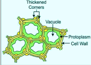<p>collenchyma! cell walls r strong and flexible to provide support to young stems + leaves</p>