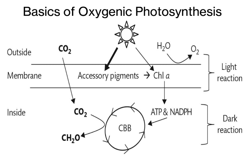<ul><li><p><span><strong>Light reaction:</strong> Splits water → O₂ + ATP + NADPH</span></p></li><li><p><span><strong>Dark reaction:</strong> Calvin–Benson–Bassham cycle fixes CO₂ → CH₂O</span></p></li></ul><p></p>