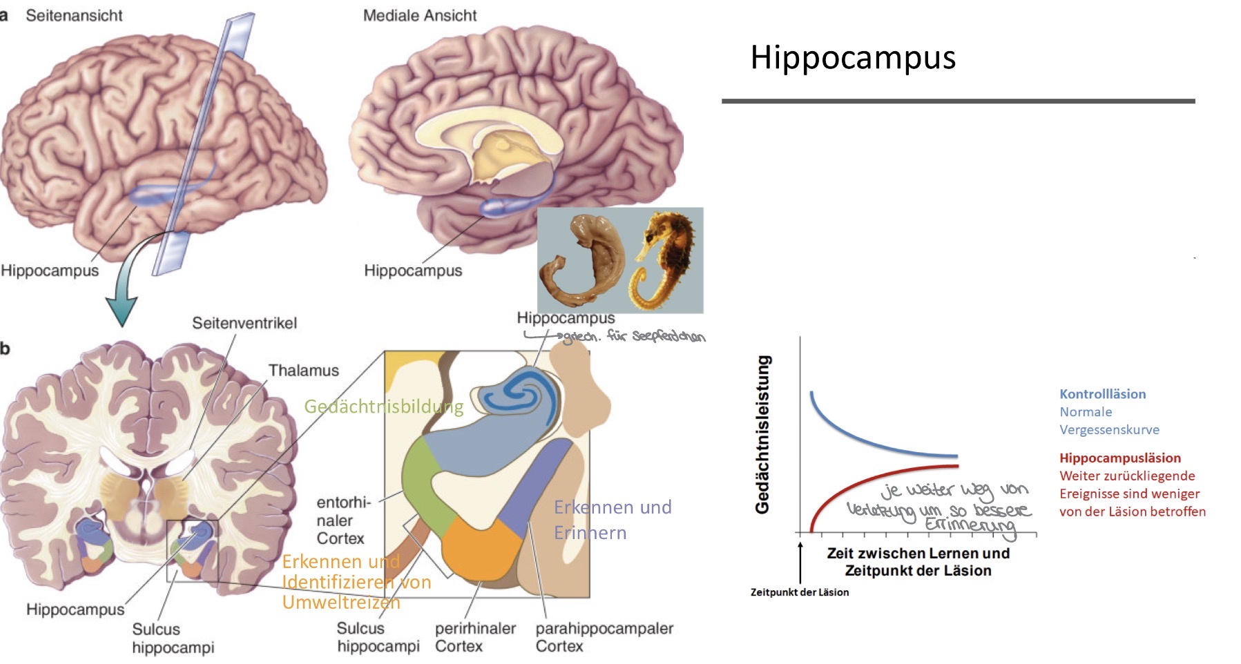 <p>Hier fließen Informationen verschiedenere sensorischer Systeme zusammen </p><p>Sie werden verarbeitet und von dort zum Cortex zurückgesandt </p><p>Wichtig für die Überführung von Gedächtnisinhalten aus Darm Kurzzeit- in das Langzeitgedächtnis </p><p></p><ul><li><p>entorhinaler Cortex - Gedächtnisbildung </p></li><li><p>Perirhinaler Cortex - Erkennen und Identifizieren von Umweltreizen </p></li><li><p>Parahippocampaler Cortex - Erkennen und Erinnern </p></li></ul><p></p>